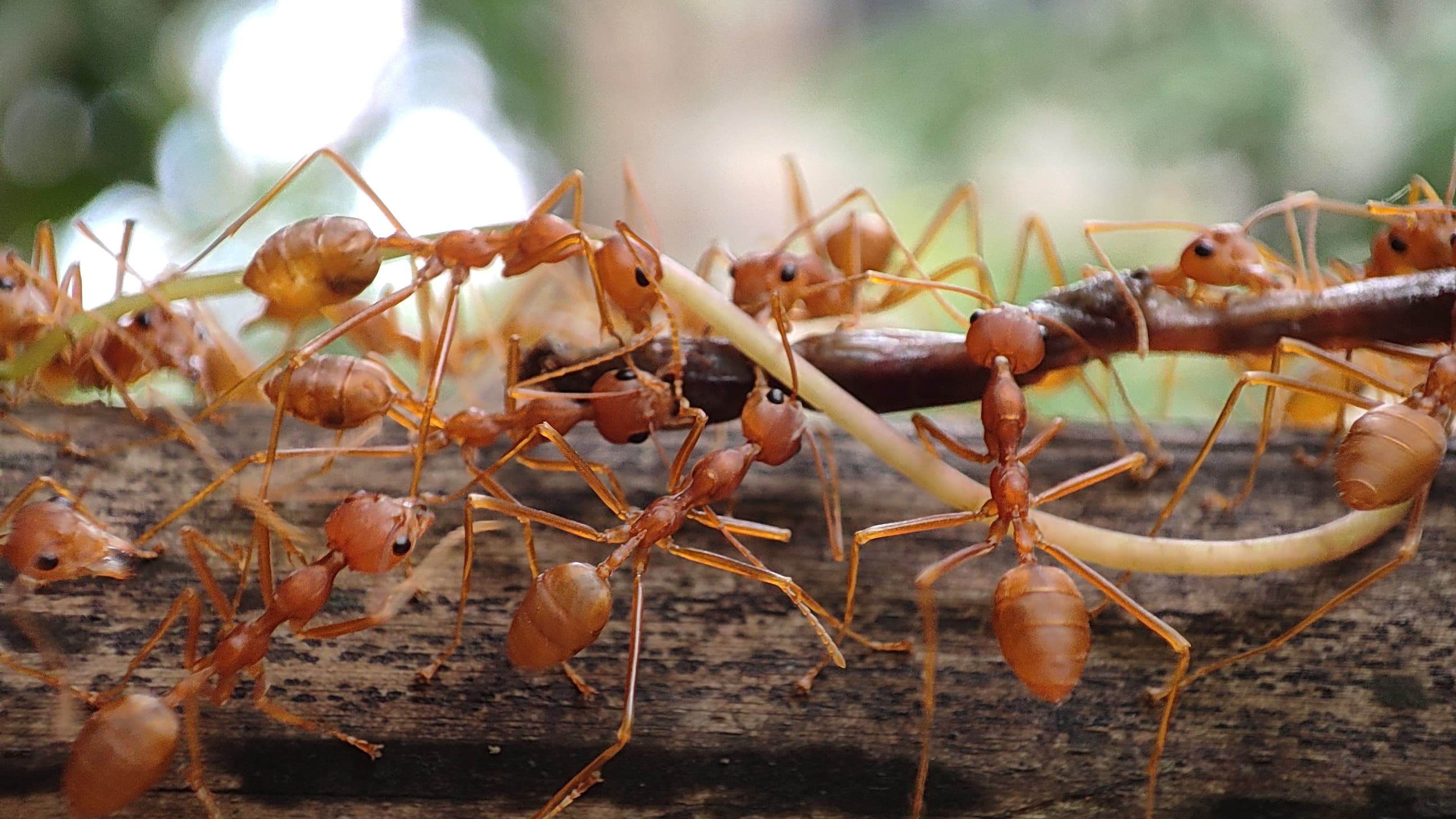 Ants carrying food together toward their nest.